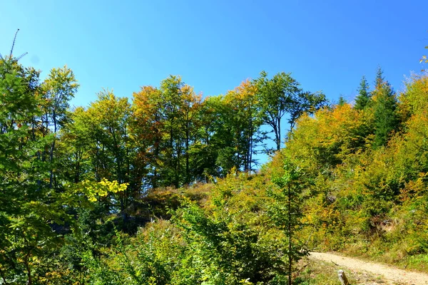 Typisch Landschap Bossen Van Transsylvanië Roemenië Groene Landschap Het Midden — Stockfoto