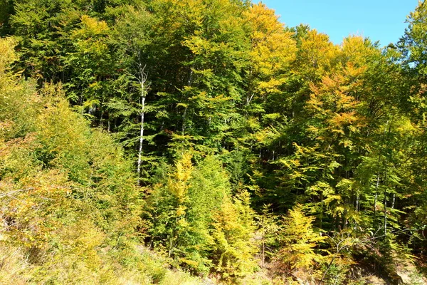 Paisaje Típico Los Bosques Transilvania Rumania Paisaje Verde Pleno Verano —  Fotos de Stock