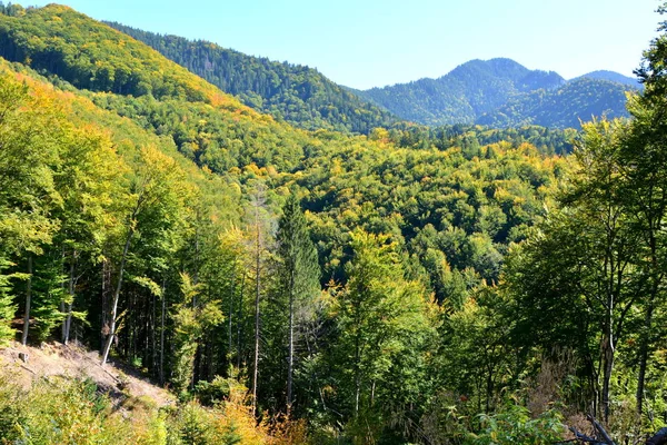 Paisaje Típico Los Bosques Transilvania Rumania Paisaje Verde Pleno Verano — Foto de Stock