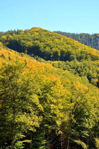 Romanya Nın Transilvanya Ormanlarındaki Tipik Manzara Yazın Ortasında Güneşli Bir — Stok fotoğraf