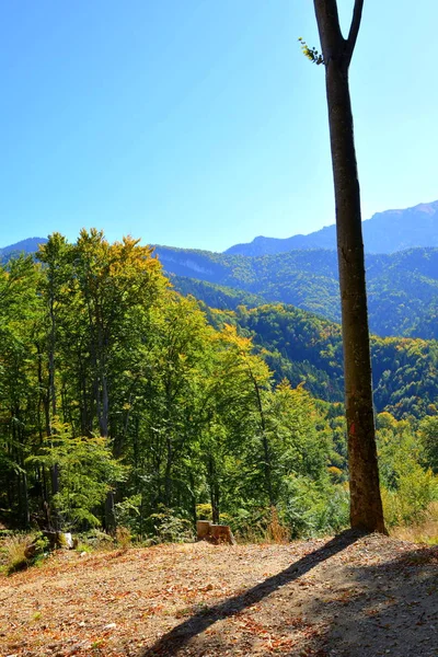 ルーマニアのトランシルヴァニアの森の中の典型的な風景 真夏の緑の風景 晴れた日に — ストック写真