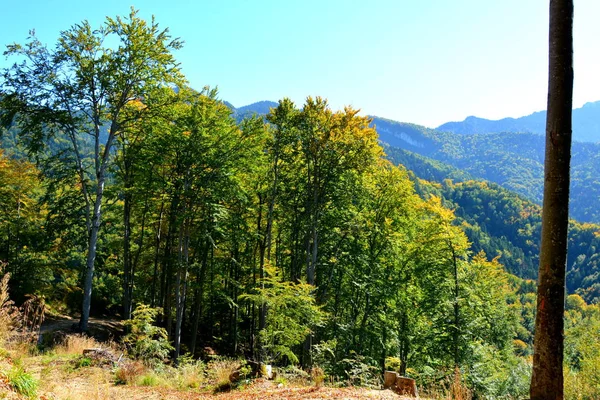 Typical Landscape Forests Transylvania Romania Green Landscape Midsummer Sunny Day — Stock Photo, Image