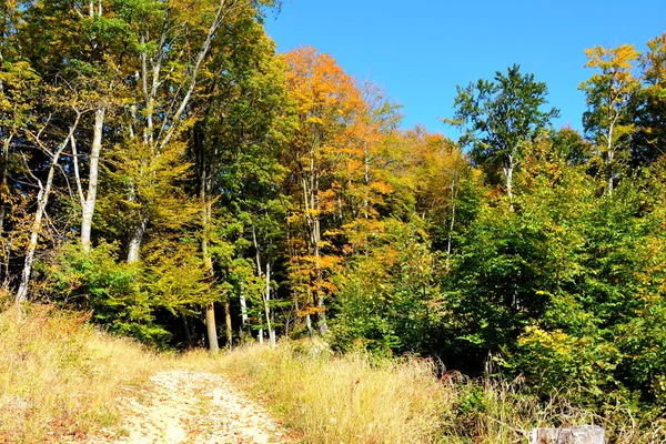 Typisch Landschap Bossen Van Transsylvanië Roemenië Groene Landschap Het Midden — Stockfoto