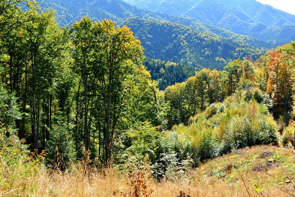 Typical landscape in the forests of Transylvania, Romania. Green landscape in the midsummer, in a sunny day