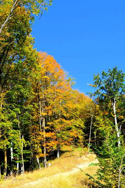 Paisaje Típico Los Bosques Transilvania Rumania Paisaje Verde Pleno Verano —  Fotos de Stock