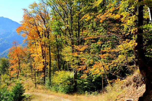 Paisaje Típico Los Bosques Transilvania Rumania Paisaje Verde Pleno Verano —  Fotos de Stock