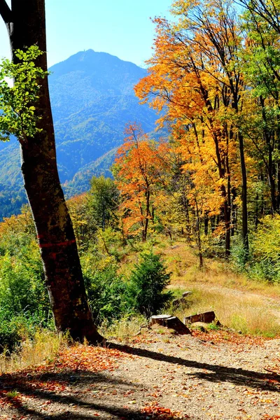 Paisaje Típico Los Bosques Transilvania Rumania Paisaje Verde Pleno Verano —  Fotos de Stock