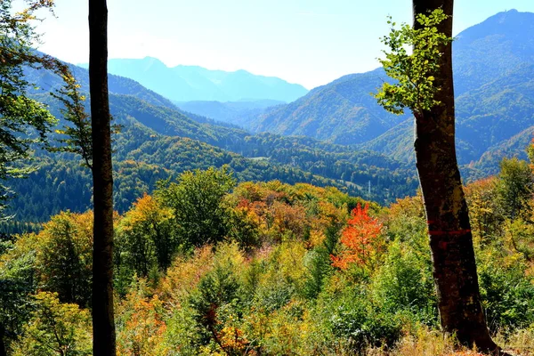 Paisaje Típico Los Bosques Transilvania Rumania Paisaje Verde Pleno Verano —  Fotos de Stock