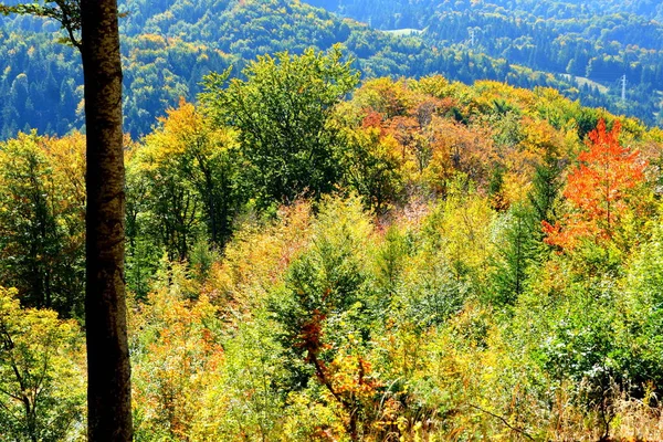 Типовий Пейзаж Лісах Трансільванії Румунія Зелений Пейзаж Середині Літа Сонячний — стокове фото