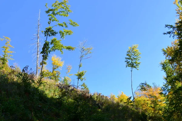 Paesaggio Tipico Nelle Foreste Della Transilvania Romania Paesaggio Verde Piena — Foto Stock