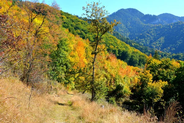 ルーマニアのトランシルヴァニアの森の中の典型的な風景 真夏の緑の風景 晴れた日に — ストック写真
