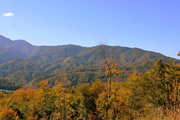 Paisaje Típico Los Bosques Transilvania Rumania Paisaje Verde Pleno Verano —  Fotos de Stock