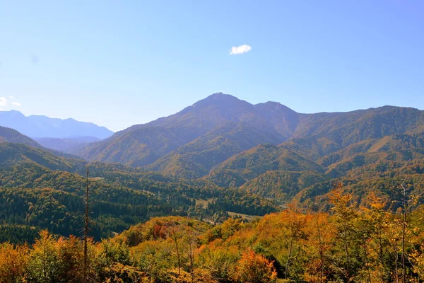 Typisch Landschap Bossen Van Transsylvanië Roemenië Groene Landschap Het Midden — Stockfoto