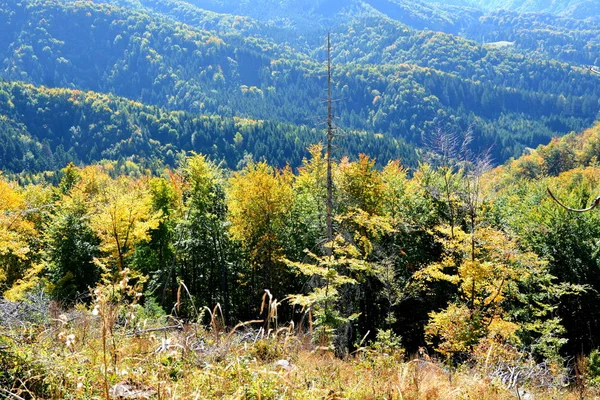 Typische Landschaft Den Wäldern Siebenbürgens Rumänien Grüne Landschaft Hochsommer Einem — Stockfoto