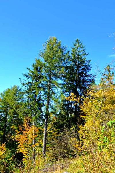 Paisaje Típico Los Bosques Transilvania Rumania Paisaje Verde Pleno Verano —  Fotos de Stock