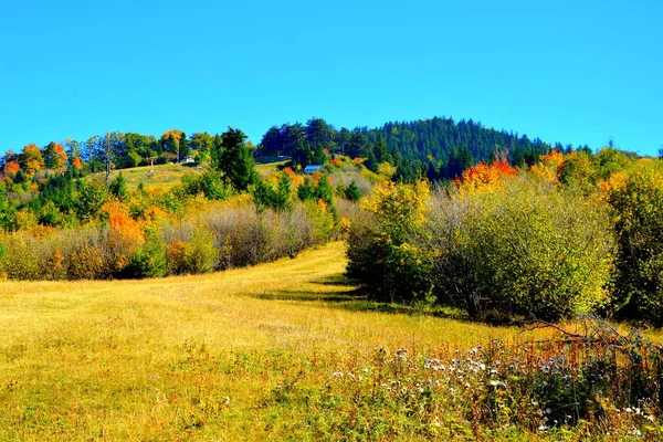 Typical landscape in the forests of Transylvania, Romania. Green landscape in the midsummer, in a sunny day