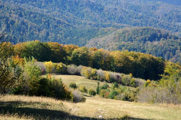 Paisaje Típico Los Bosques Transilvania Rumania Paisaje Verde Pleno Verano —  Fotos de Stock