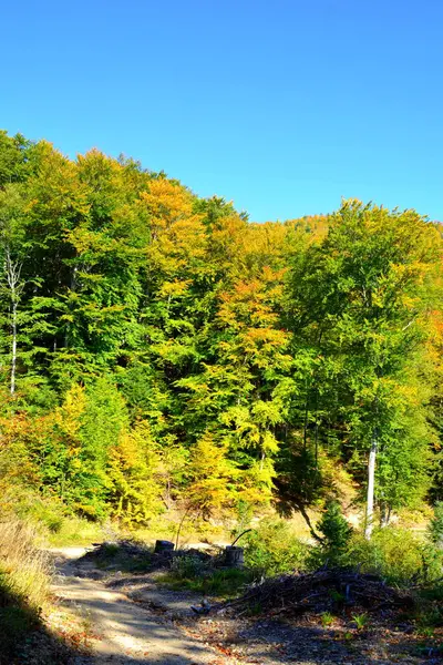 Paisaje Típico Los Bosques Transilvania Rumania Paisaje Verde Pleno Verano —  Fotos de Stock