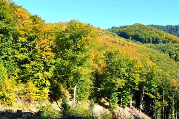 Typische Landschaft Den Wäldern Siebenbürgens Rumänien Grüne Landschaft Hochsommer Einem — Stockfoto