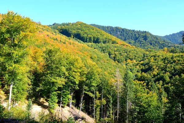 Paisaje Típico Los Bosques Transilvania Rumania Paisaje Verde Pleno Verano — Foto de Stock