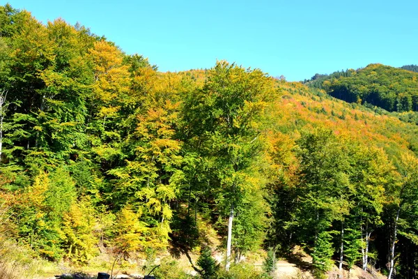 Paysage Typique Dans Les Forêts Transylvanie Roumanie Paysage Vert Milieu — Photo