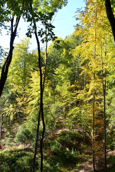 Paysage Typique Dans Les Forêts Transylvanie Roumanie Paysage Vert Milieu — Photo