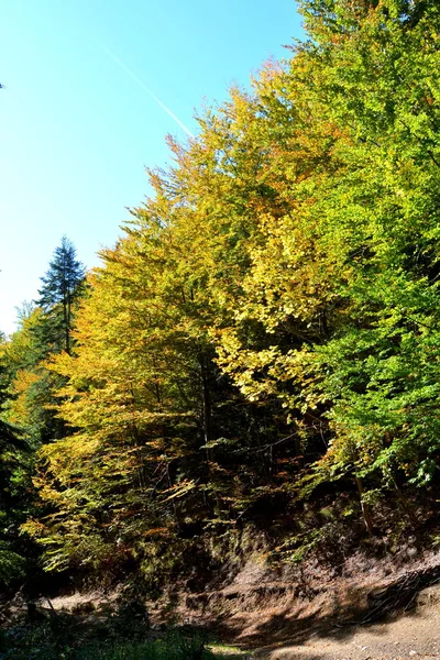 Typowy Krajobraz Lasach Siedmiogrodu Rumunia Zielony Krajobraz Środku Lata Słoneczny — Zdjęcie stockowe