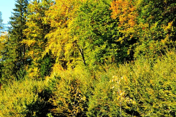 Typiskt Landskap Skogarna Transsylvanien Rumänien Grönt Landskap Midsommar Solig Dag — Stockfoto