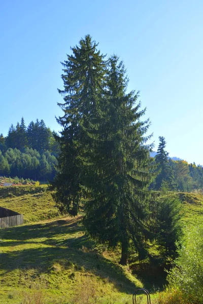 Typische Landschaft Den Wäldern Siebenbürgens Rumänien Grüne Landschaft Hochsommer Einem — Stockfoto