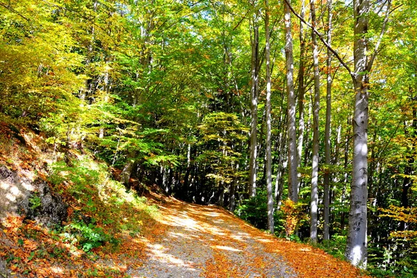 Typická Krajina Lesích Transylvánie Rumunsko Zelená Krajina Uprostřed Léta Slunečného — Stock fotografie
