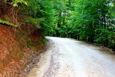 Romanya 'nın Transilvanya ormanlarındaki tipik manzara. Yazın ortasında, güneşli bir günde yeşil bir manzara.