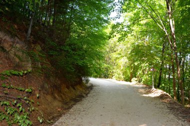 Romanya 'nın Transilvanya ormanlarındaki tipik manzara. Yazın ortasında, güneşli bir günde yeşil bir manzara.