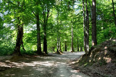 Allah 'a emanet ol. Romanya 'nın Transilvanya ormanlarındaki tipik manzara. Yazın ortasında, güneşli bir günde yeşil bir manzara.