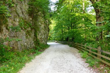 Allah 'a emanet ol. Romanya 'nın Transilvanya ormanlarındaki tipik manzara. Yazın ortasında, güneşli bir günde yeşil bir manzara.