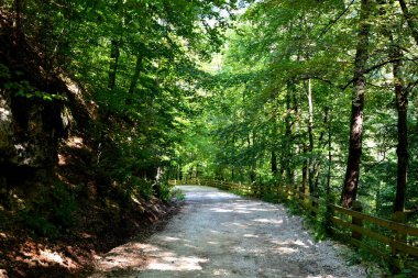Allah 'a emanet ol. Romanya 'nın Transilvanya ormanlarındaki tipik manzara. Yazın ortasında, güneşli bir günde yeşil bir manzara.