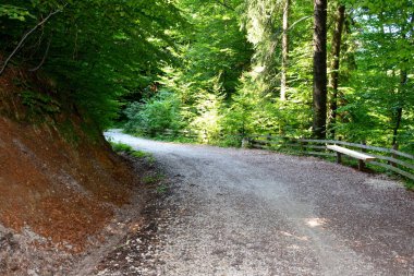 Allah 'a emanet ol. Romanya 'nın Transilvanya ormanlarındaki tipik manzara. Yazın ortasında, güneşli bir günde yeşil bir manzara.