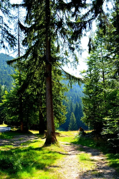 Romanya 'nın başkenti Transilvanya' da yer alan Brasov 'a 12 km uzaklıktaki Kış ve Turizm İstasyonu Allah Brasov. 300.000 kişi.