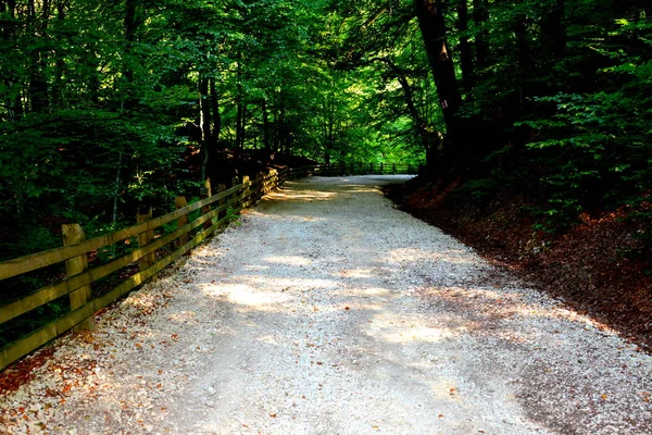 Poiana Brasov Typisch Landschap Bossen Van Transsylvanië Roemenië Groene Landschap — Stockfoto