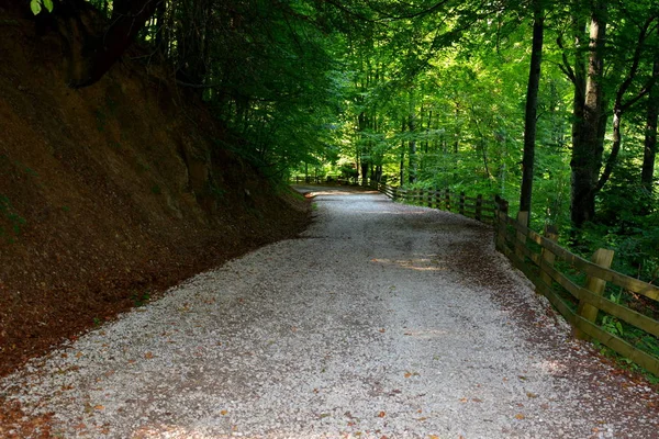 Poiana Brasov Typisch Landschap Bossen Van Transsylvanië Roemenië Groene Landschap — Stockfoto