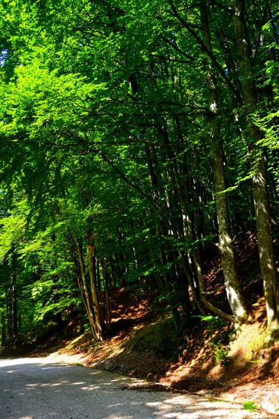 Poiana Brasov Paisagem Típica Nas Florestas Transilvânia Roménia Paisagem Verde — Fotografia de Stock