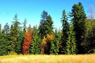 Allah 'a emanet ol. Romanya 'nın Transilvanya ormanlarındaki tipik manzara. Yazın ortasında, güneşli bir günde yeşil bir manzara.