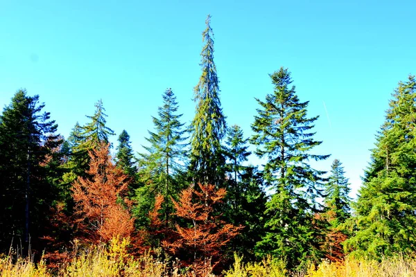 Poiana Brasov Paisagem Típica Nas Florestas Transilvânia Roménia Paisagem Verde — Fotografia de Stock