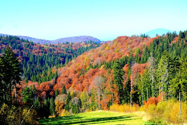 Poiana Brasov Typical Landscape Forests Transylvania Romania Green Landscape Midsummer — Stock Photo, Image