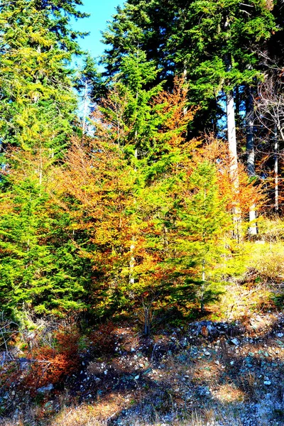 Poiana Brasov Typische Landschaft Den Wäldern Von Transsilvanien Rumänien Grüne — Stockfoto