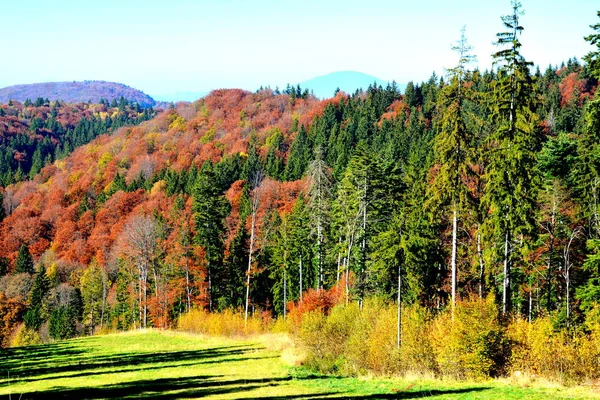 Poiana Brasov Typisch Landschap Bossen Van Transsylvanië Roemenië Groene Landschap — Stockfoto