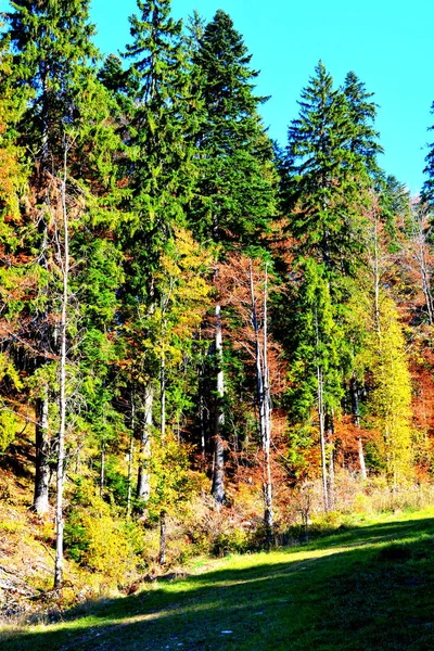 Poiana Brasov Typická Krajina Lesích Transylvánie Rumunsko Zelená Krajina Uprostřed — Stock fotografie