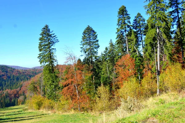 Poiana Brasov Typisch Landschap Bossen Van Transsylvanië Roemenië Groene Landschap — Stockfoto