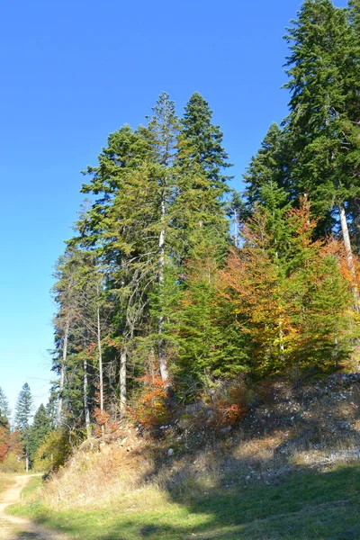 Poiana Brasov Typická Krajina Lesích Transylvánie Rumunsko Zelená Krajina Uprostřed — Stock fotografie