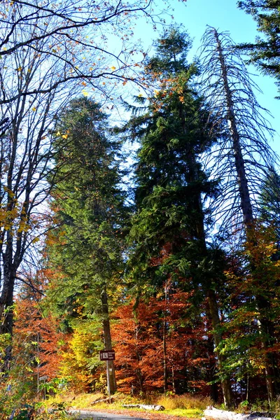 Poiana Brasov Paysage Typique Dans Les Forêts Transylvanie Roumanie Paysage — Photo