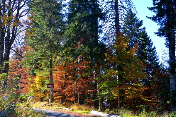 Poiana Brasov Typische Landschaft Den Wäldern Von Transsilvanien Rumänien Grüne — Stockfoto